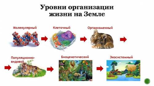 1.Определить, к каким уровням организации живых организмов относятся данные картинки. 2.Ученые на ос