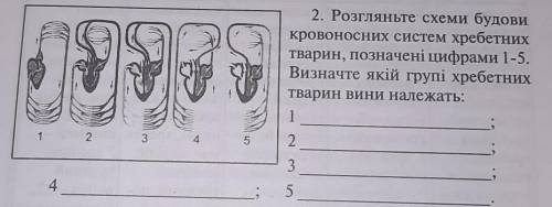 କ 2. Розгляньте схеми будовикровоносних систем хребетнихтварин, позначені цифрами 1-5.Визначте якій