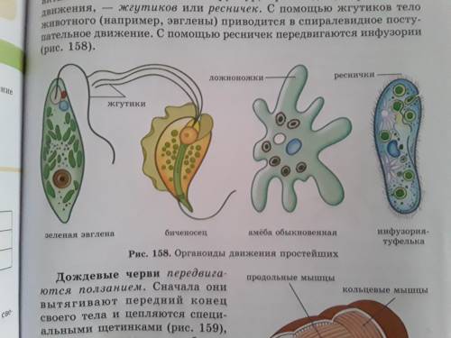 раз спрашиваю последние балы отдою только ответте правельно Составить таблиу животных и их органоми