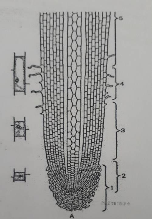 №5. Рассмотрите рисунок корня растения. Какая зона корня обозначена на рисункецифрой 4?​