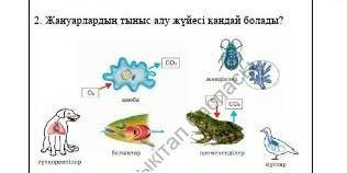 2. Жануарлардың тыныс алу жүйесі қандай болады? берем​