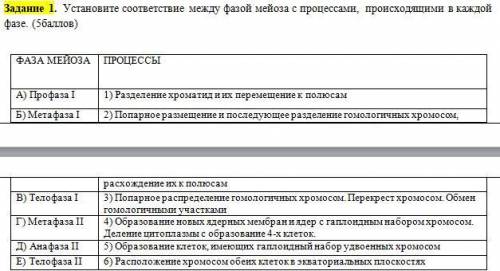 Установите соответствие между фазой мейоза с процессами, происходящими в каждой фазе.