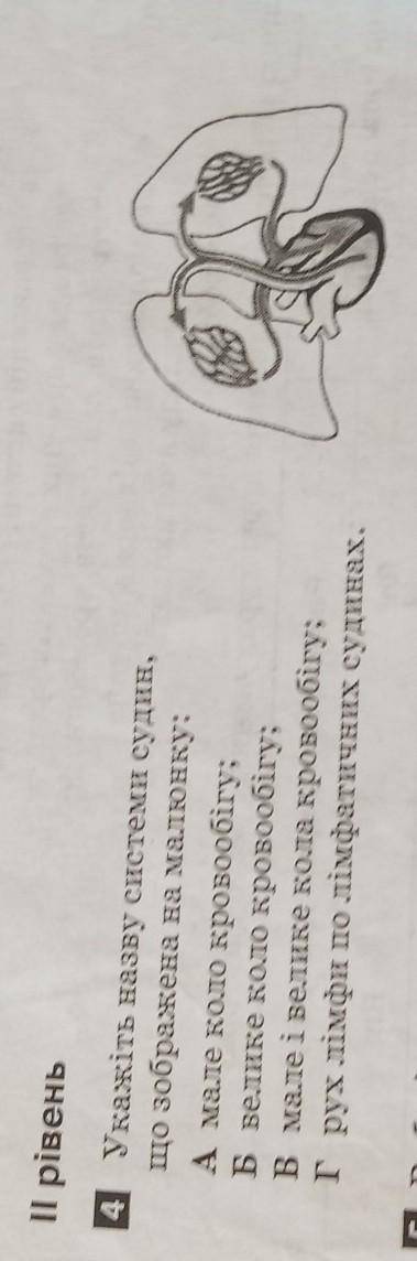 4 Укажіть назву системи судин,що зображена на малюнку:А мале коло кровообігу;Б велике коло кровообіг