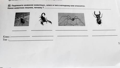 Подпишите название животных, класс и тип к которому они относятся. Какое животное лишнее почему?