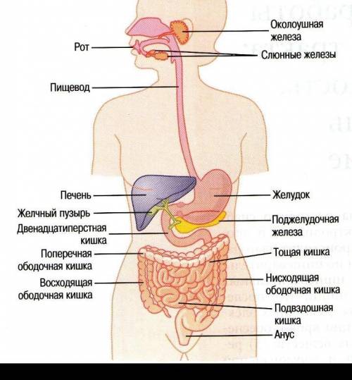 Где тут то может быть ошибка найти