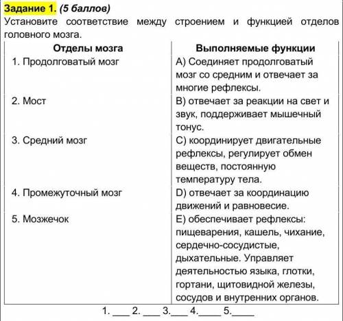 Установите соответствие между строением и функцией отделов головного мозга.​