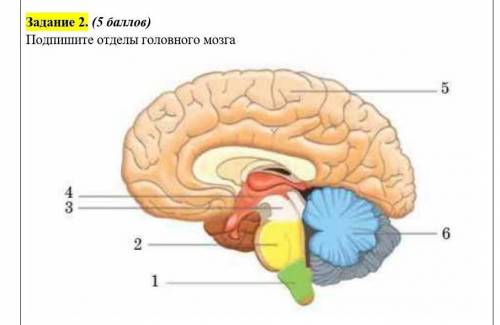 Подпишите отделы головного мозга​
