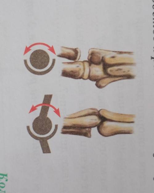 Определите по рисунку сходство и различие между двумя суставами​
