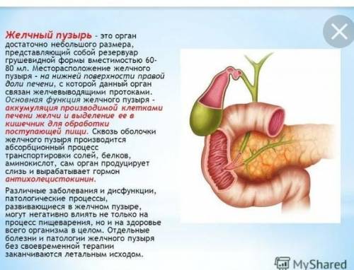 Сообщение на тему желочный пузырь кратко и самое главное только, СОРОЧНООО