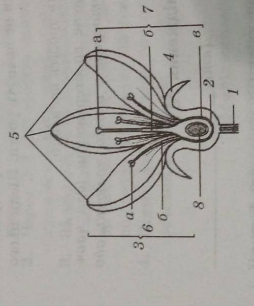Визначте й хапишіть частини будови квітки, позначені на малюнку цифрами й буквами​