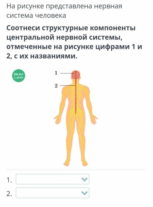 Мозг На рисунке представлена нервная система человекаСоотнеси структурные компоненты центральной нер