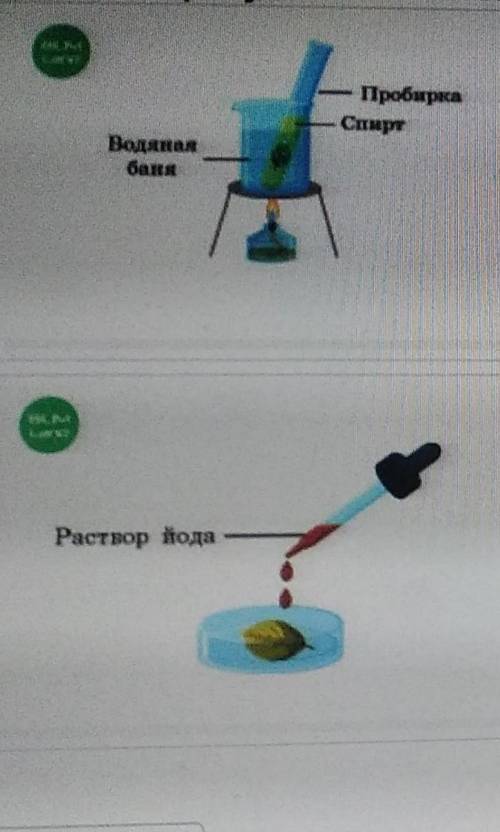 Соотнести части рисунка и этапы эксперимента окрашивание крахмала обесцвечивание листа​