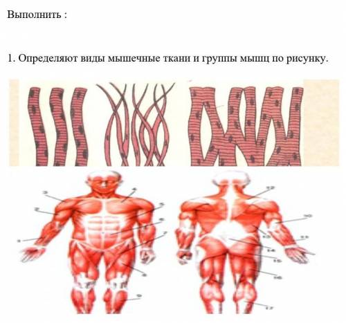 1. Определяют виды мышечные ткани и группы мышц по рисунку.​