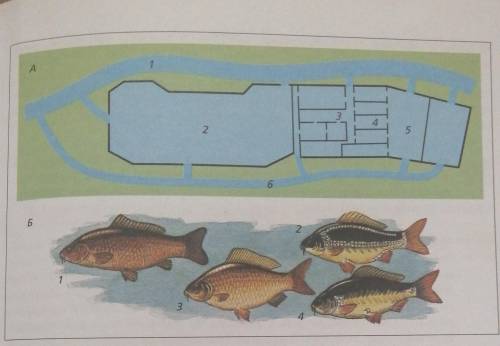 Охарактеризуйте практическое значение прудового хозяйства Используя рисунок 124 на странице 159. КРА