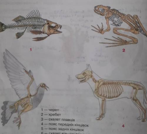 умоляю ... найдите где у рыбы, лягушкы, птицы, млекопитающего является пояс передних конечностей, по