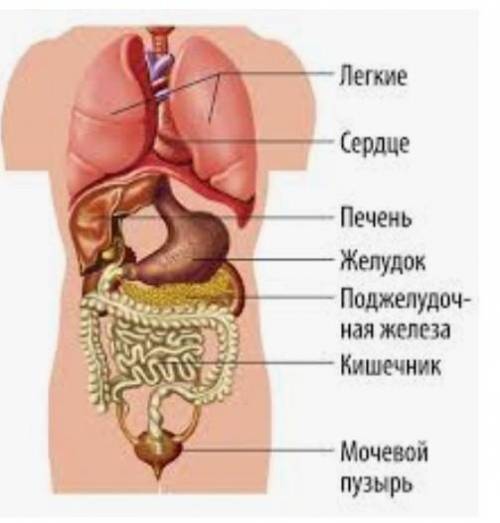 Биология, строение человека, верхнее соотнести, 3-е вставить слова