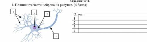 1. Подпишите части нейрона на рисунке. ( )