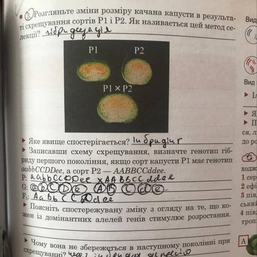 алгоритм виведення сорту рису зі збільшеними насінинами з дикого рису. який тип добору краще викорис