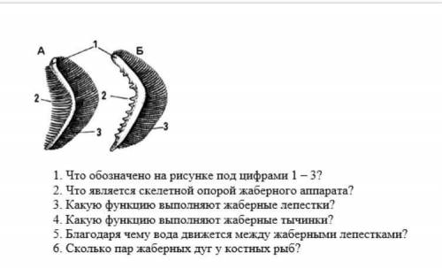 «Жабры рыб, планктоноядной (А) и хищной (Б)» Рассмотрите рисунок и дайте ответы на вопросы