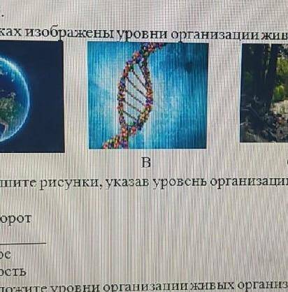 Задание 2. На рисунках изображены уровни организации живых организмов.АBCD2. Подпишите рисунки, указ