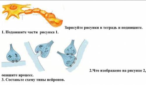 Зарисуйте рисунки в тетрадь и подпишите. 1. Подпишите части рисунка 1. 2.Что изображено на рисунке 2