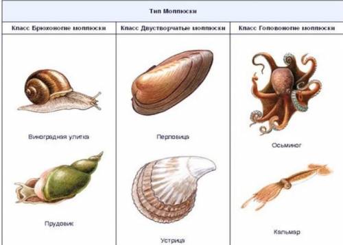 Особенности классов типа моллюски. Побыстрее