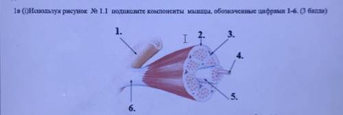 используя рисунок, подписать компоненты мышцы, обозначенные цифрами 1-6