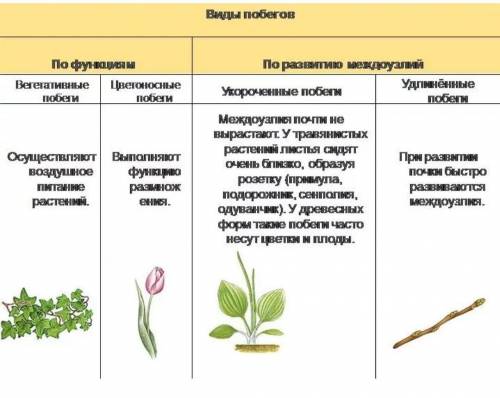 Предложите принципы классификации видов побегов. Распределите их по группам в соответствии с этими п