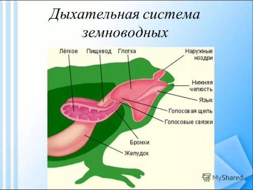 ￼￼￼￼￼￼органом дихання земноводних є А)зябра Б)легені В)трахеї