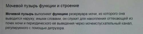 Опиши строение мочевого пузыря и укажи его его функцию? Какую процедуру приходится проходить больном