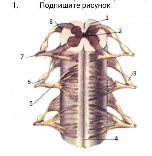 Подпишите рисунокстроение и функции центральной нервной системы​