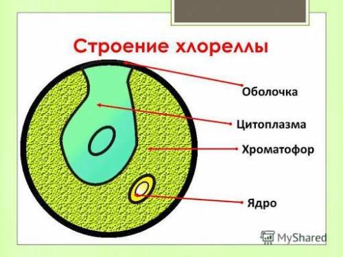 Решение и ответ в DOCX файле, другие не принимаю!