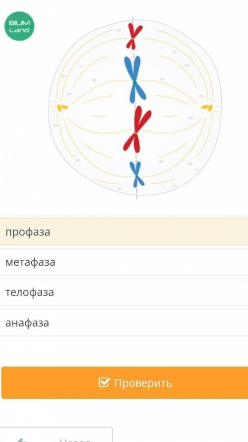 Назовите период деление клеток ,следуя за периодом показаным на рисунке ​