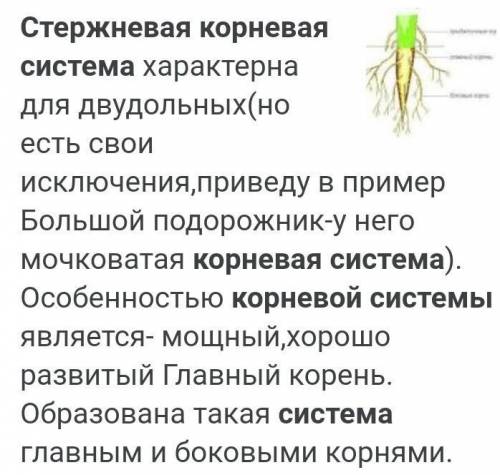 У представителей скольких отделов растений имеются стержневая корневая система​