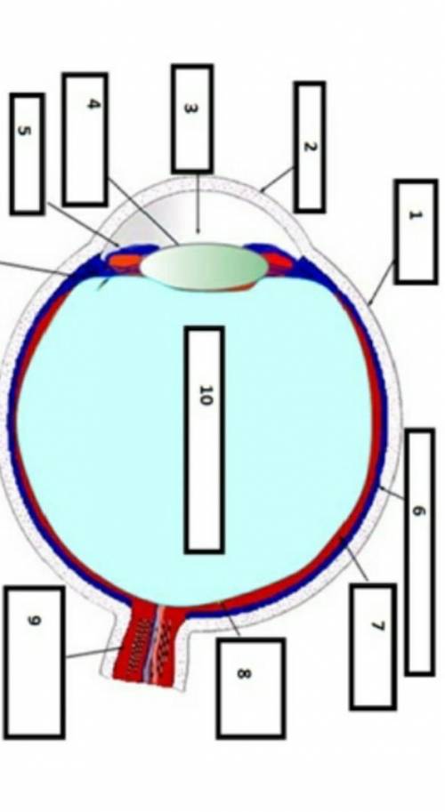 Определите структурные части глаза и опишите не менее двух их функций​