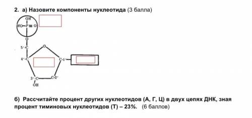 2. а) Назовите компоненты нуклеотида б) Рассчитайте процент других нуклеотидов (А, Г, Ц) в двух цепя