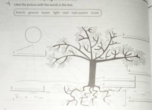 Vy Label the picture with the words in the box.branch ground leaves light root root system trunk3ole