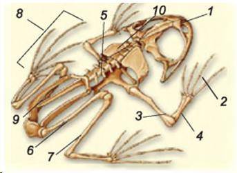Визначте назви структурних частин амфібії