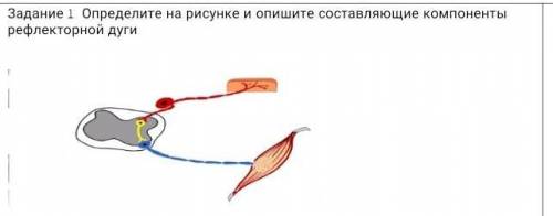 Задание 1. Определите на рисунке и опишите составляющие компоненты рефлекторной дуги:​