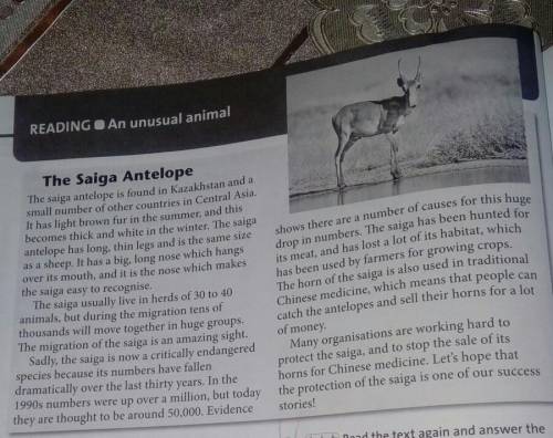 3 *** Read the text again and answer the questionsWhere can you find the saiga antelope?You can find