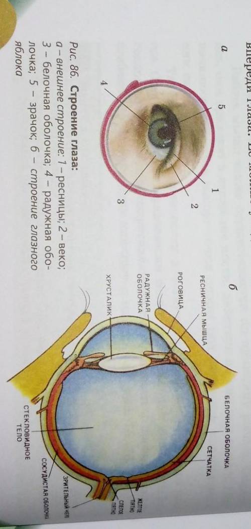 рассмотрите рис. 86 и объясните расположение структур глазного яблока​