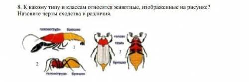 к какому типу и классу относится животные изображенные на рисунке назовите черты сходства и различия