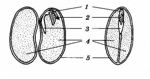 ответьте на предложенные вопросы, выберите один правильный ответ 1. Что такое зародышевый стебель А)