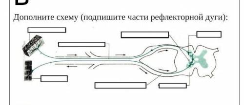 Дополните схему (подпишите части рефлекторной дуги​