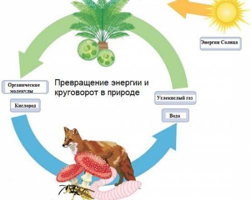 Составь схему превращение энергии Солнца в природе