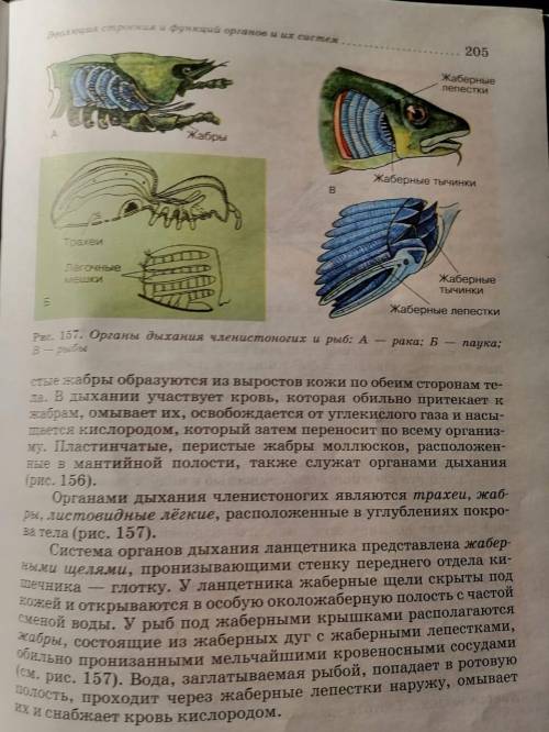 Краткий пересказ параграфа(39) ОРГАНЫ ДЫХАНИЯ И ГАЗООБМЕН по биологии 7 класс Латюшин и Шапкин