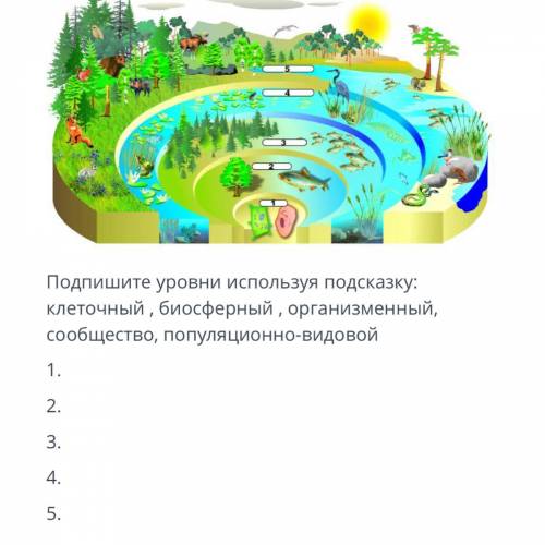 ЗАДАНИЯ Подпишите уровни используя подсказку: клеточный , биосферный , организменный, сообщество, по