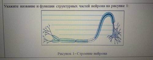 Укажите название и функции структурных частей нейрона на рисунке 1. ​