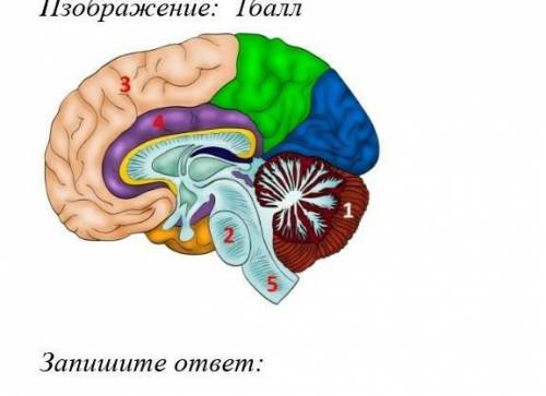 Какой цифрой обозначена часть мозга,обеспечивающая высшую нервную деятельность человека?​