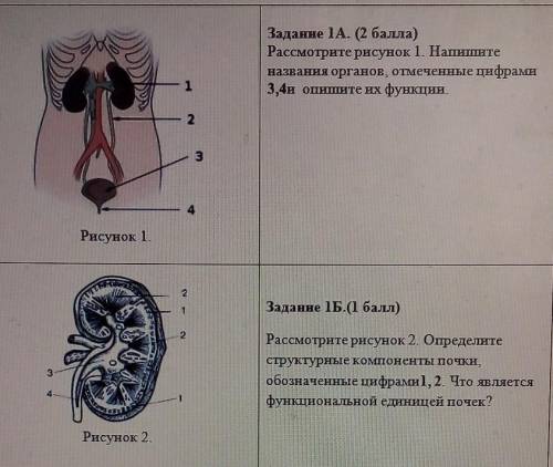 сор по биологии 3 четверть 8 класс тема%:выделение движения биофизика​